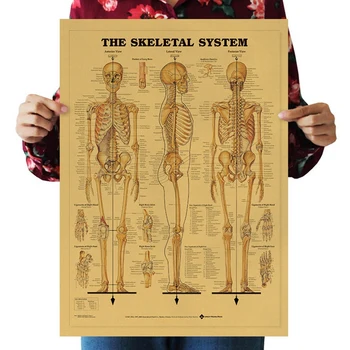 Žmogaus Skeletas Schema Skeletas Kūno Struktūrą Nervų Sistemos Plakatas Namų Dekoro Retro Kraft Popierius, Tapybos Siena Lipdukas